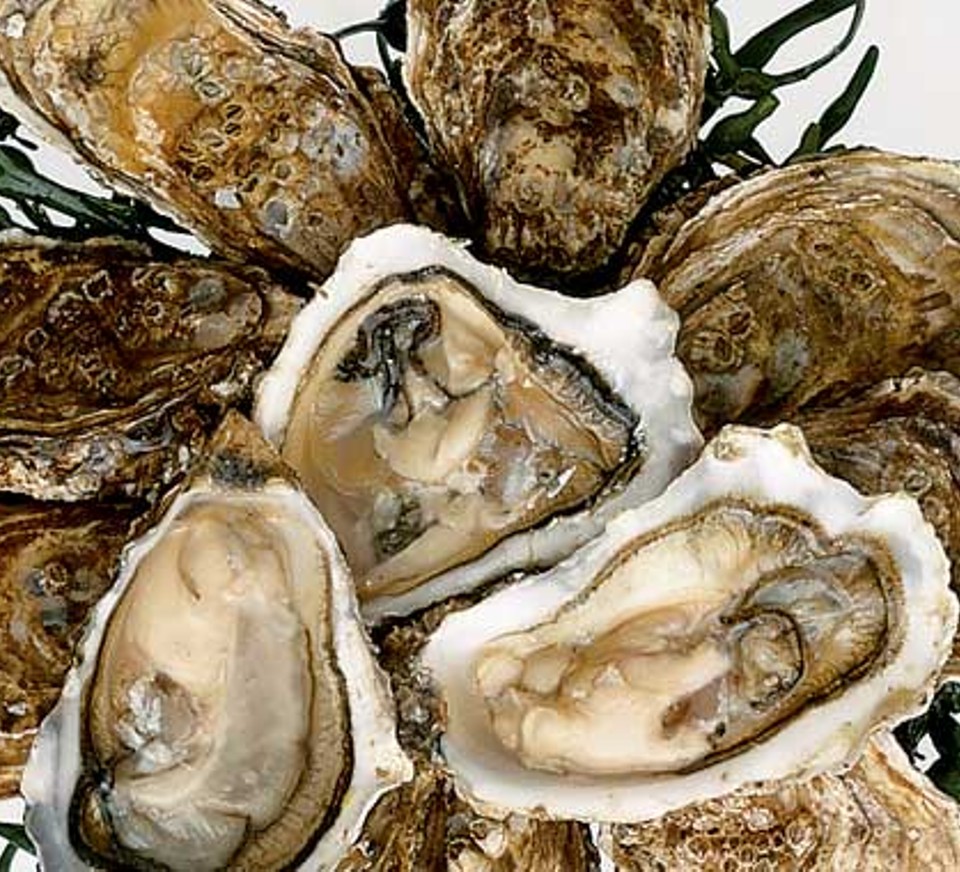 oysters