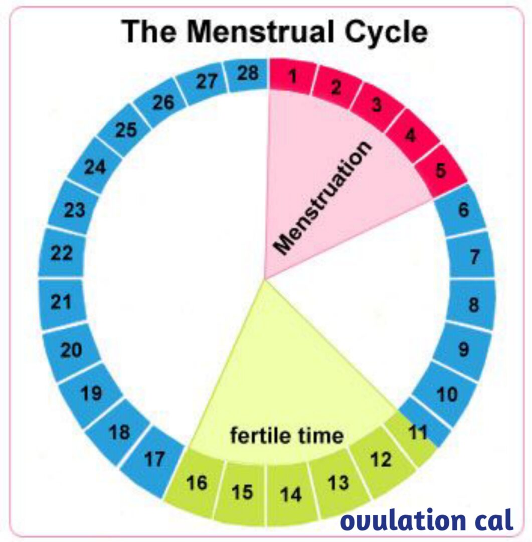 Safe Period How To Time Sex To Prevent Pregnancy Relationship Seeds 1468