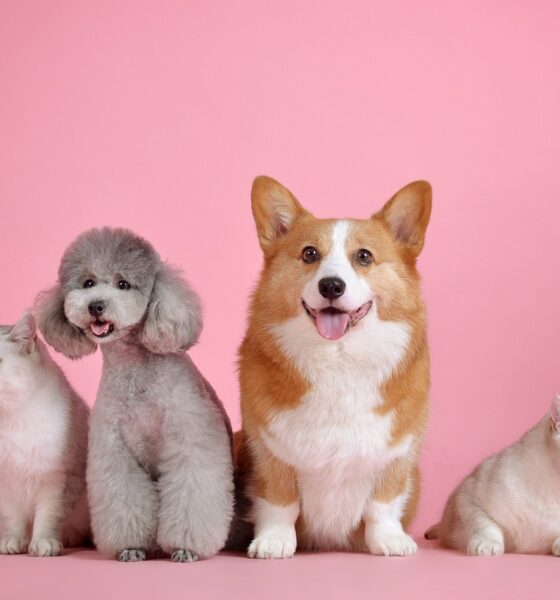 pets