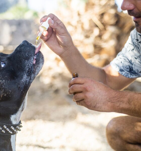 Reasons for Treating Dogs with CBD 