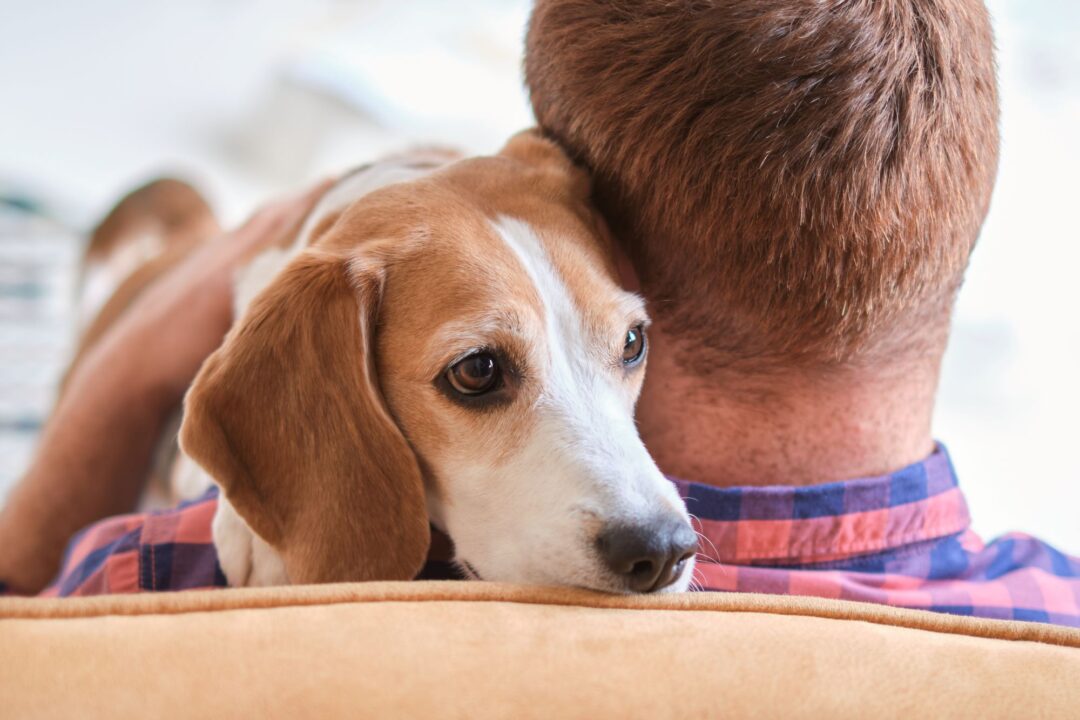 animal therapy