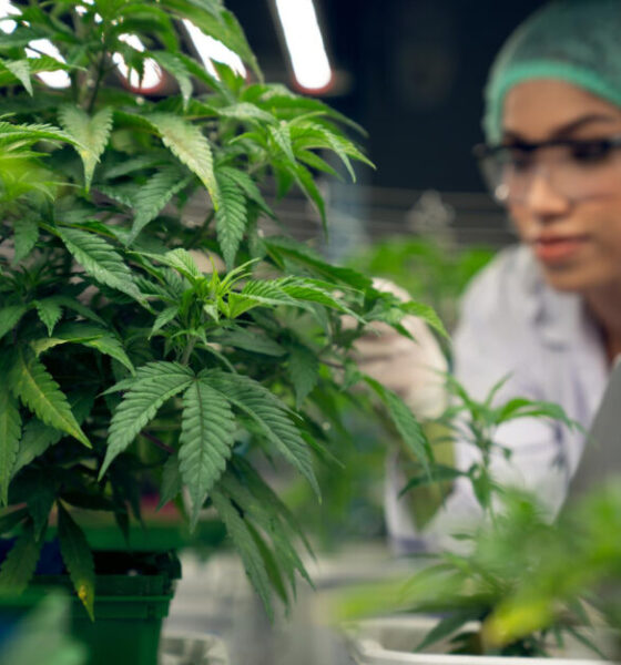 What Are the Best Reasons to Write a Cannabis Business Plan?