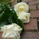 How Families Are Taking Control of Funeral Planning and Finding Peace in the Process